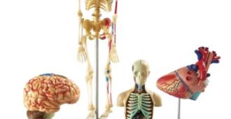 Anatomisæt (hjerne,skelet,hjerte,krop)